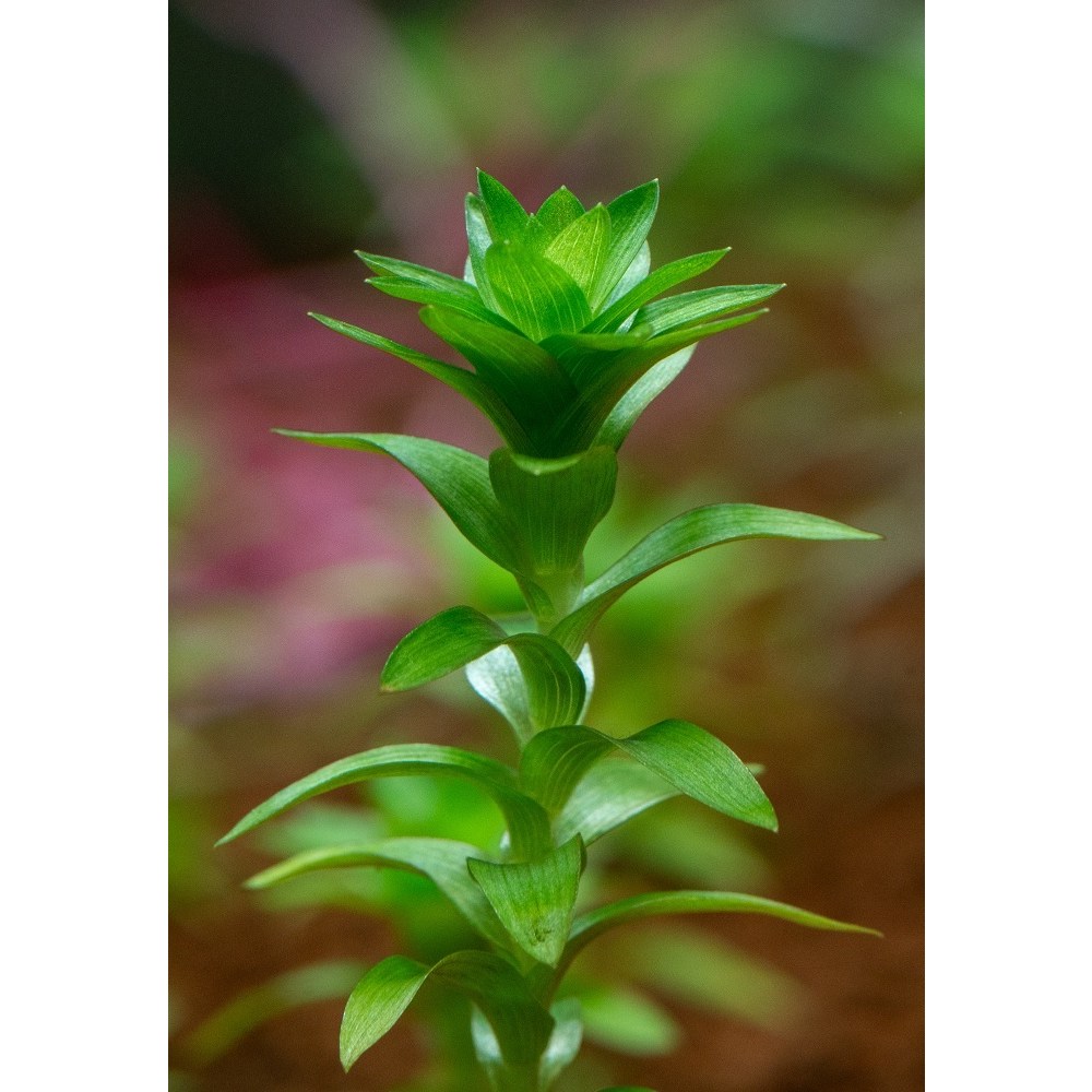 스타레인지 수초(3촉/1촉) 중경수초 어항수초 유경수초 구피 새우 은신처 3,000원