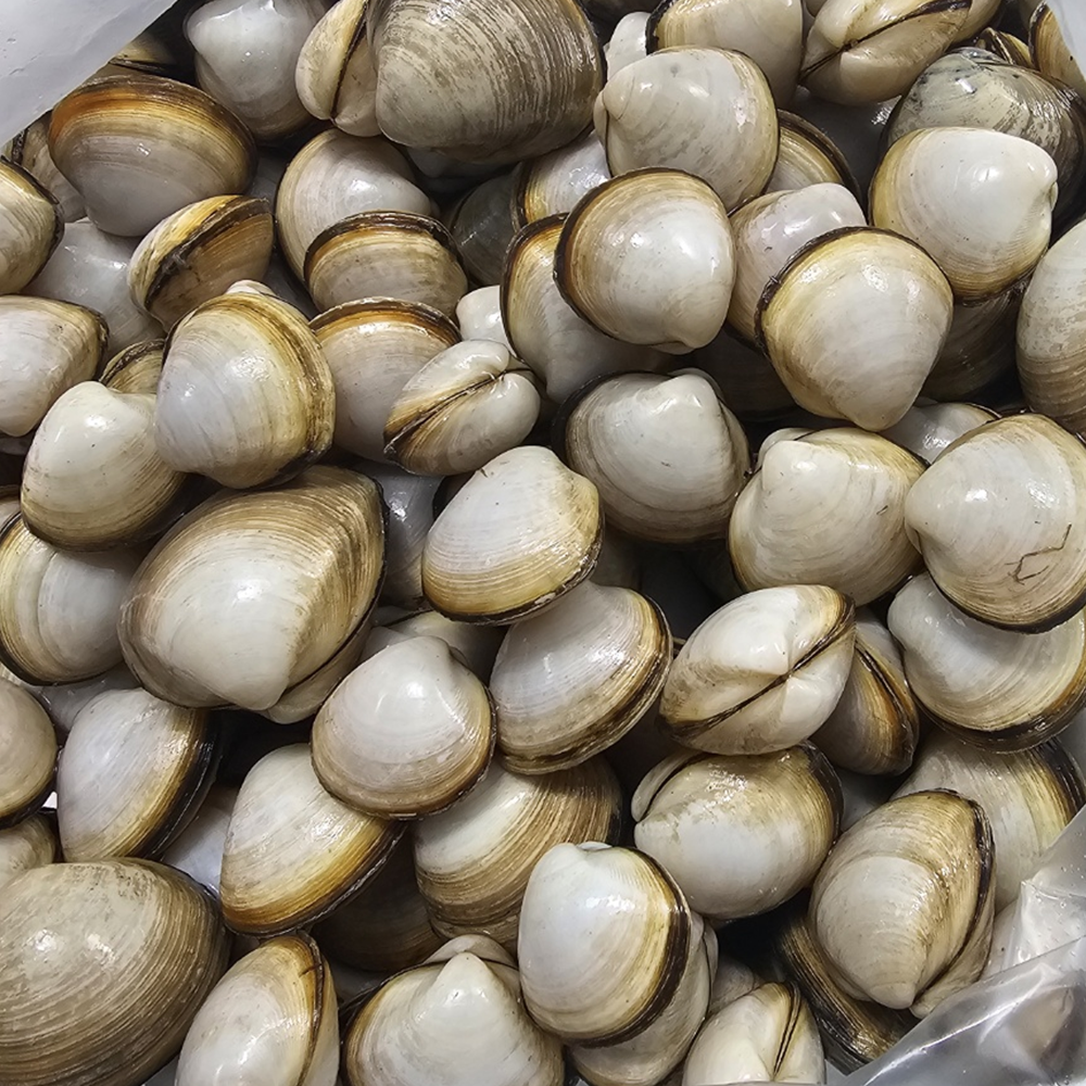 서해안 산지직송 서천 동죽조개  생물 해감조개 53,500원