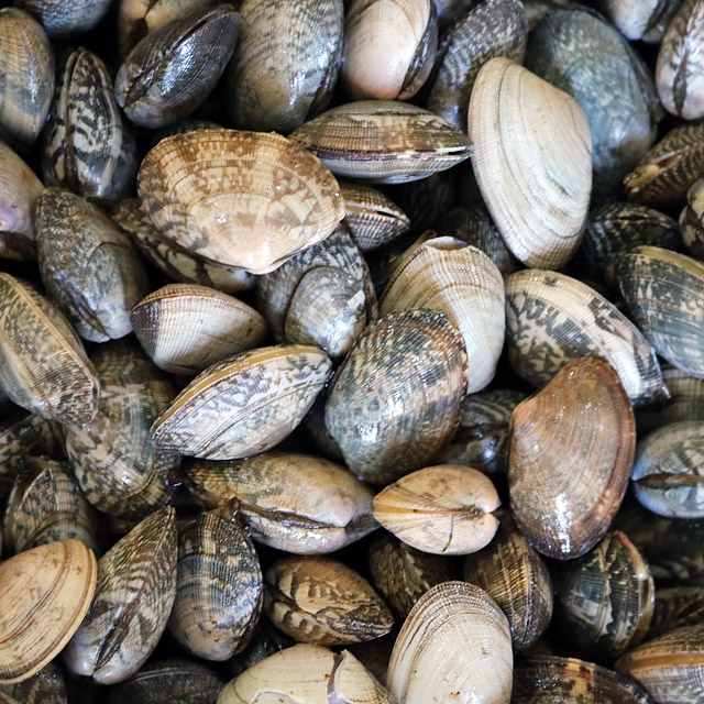 고창 하전갯벌 참바지락 조개 (중량선택) 35,900원