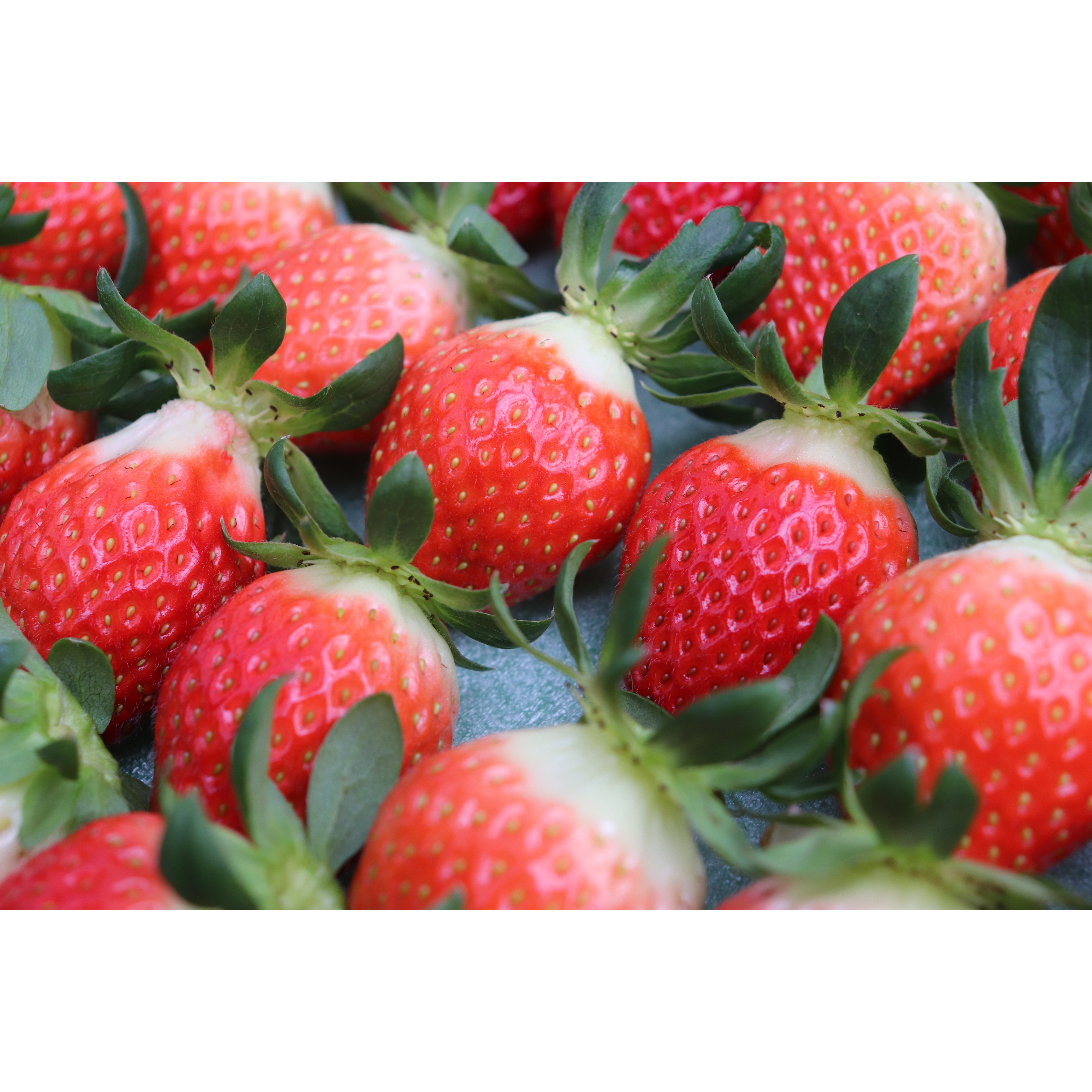 [당도선별]설향  한입에 퍼지는 달콤함 설향 당도 관리 향이 진하고 달콤한 설향 제철 수확 부드러운 식감과 향의 조화 설향 선별 25,700원