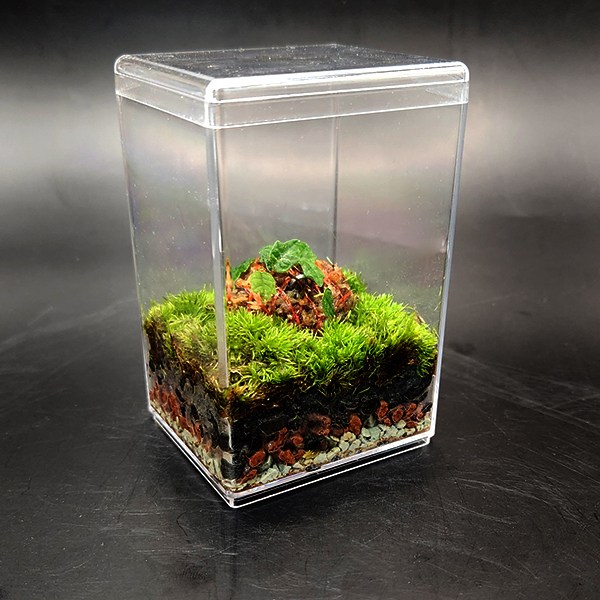 제주애기모람 테라리움 미니 키트 세트 더숲 BOM 비단이끼 테라리움 DIY 만들기 8,000원