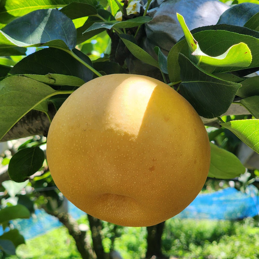 국내산 울팜 고당도 나주배 배 10,600원
