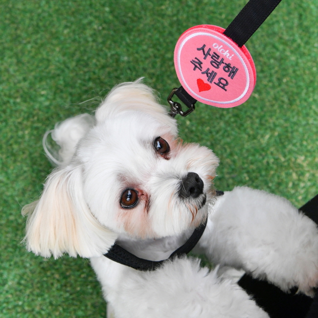 올치 반려동물 찍찍이 산책 패치 펫티켓 인식표 와펜 사랑, 핑크 + 사랑, 1개 9,900원