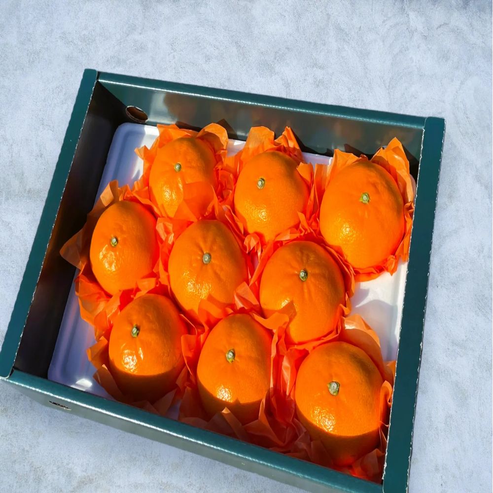 [재구매1위] 산지직송 프리미엄 고당도 제주 천혜향 중대과 가정용 선물용 40,900원