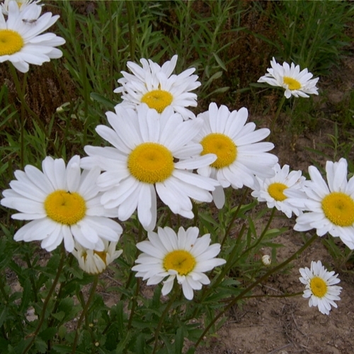 아시아종묘 씨앗 꽃 샤스타데이지 1kg 49,000원