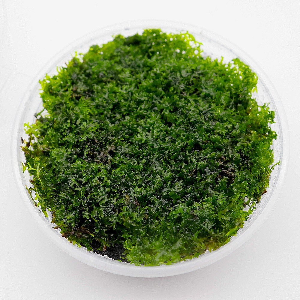 미미네아쿠아 음성수초 프리미엄 모스 8x8 원형 1컵 14,000원