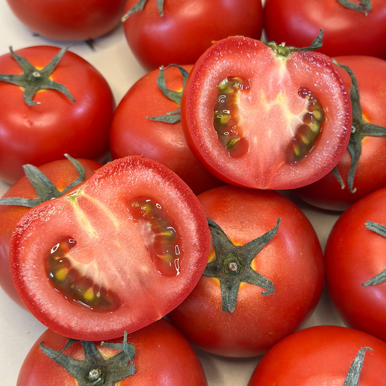 강원도 수경재배 스테비아 완숙 토마토 19,600원