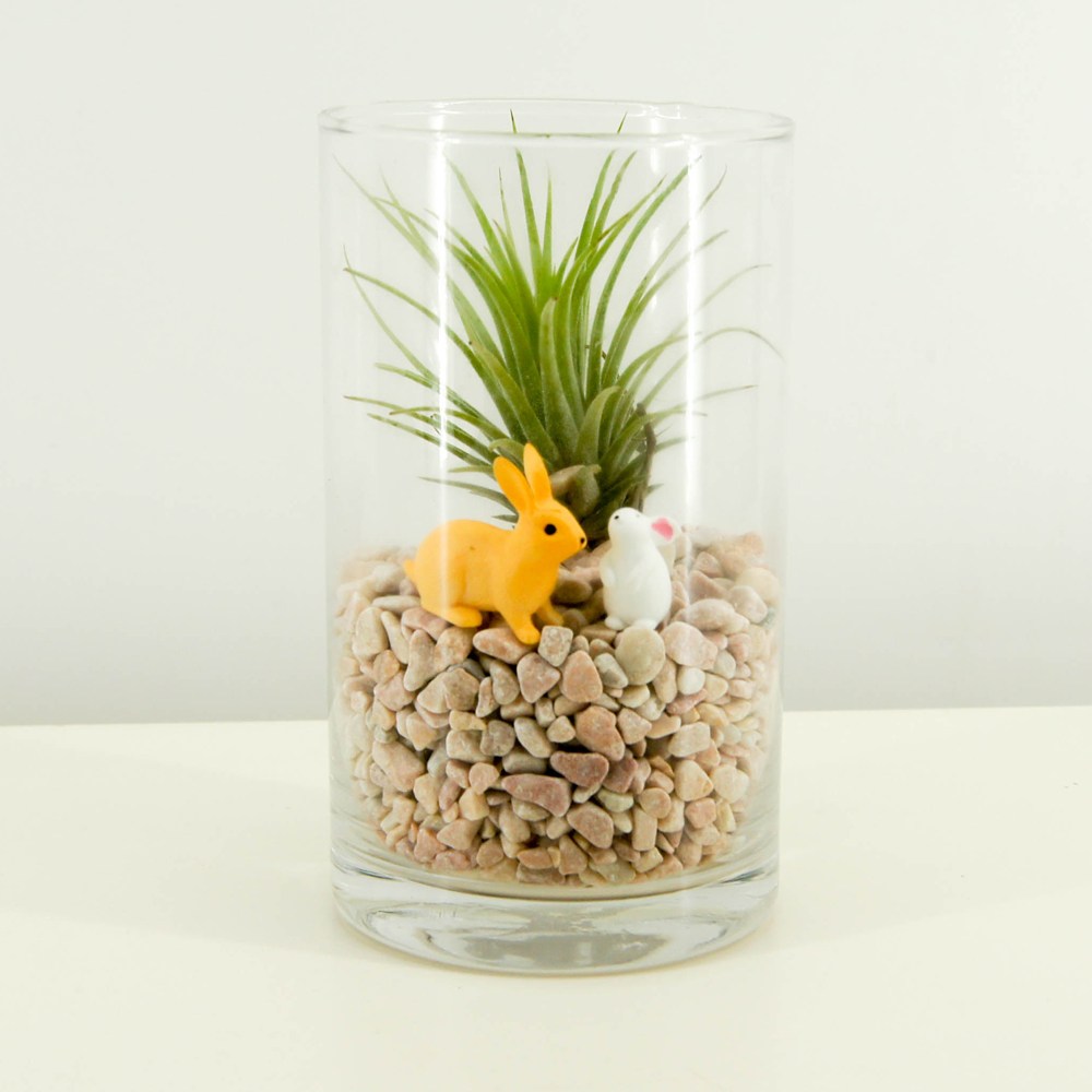 이오난사 틸란드시아 테라리움 DIY세트, 1개 5,150원