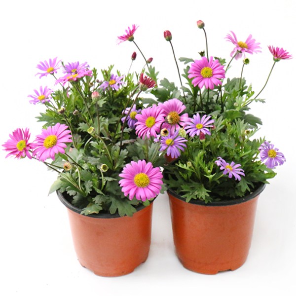 갑조네 사계국화(랜덤) 야생화 노지월동 다년초 화초 9,700원