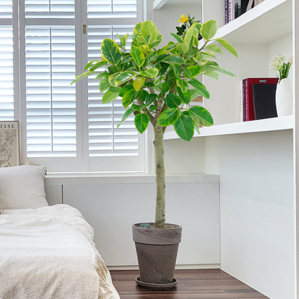 농원청년 바솔트토분 인테리어식물 거실화분 실내화초 개업식화분 개업화분 공기정화식물 승진화분 영전화분 사무실 카페 매장 공간 인테리어화분 스투키 쉐프렐라 홍콩야자 극락조 164,000원