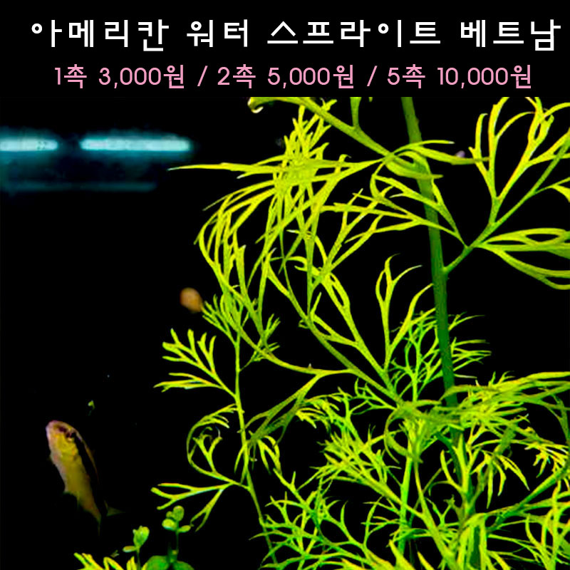 [수초아쿠아] 아메리칸 워터 스프라이트 베트남 , 초보수초 인기수초 구피 새우 은신처 어항수초 수초맛집 득템수초 2,990원