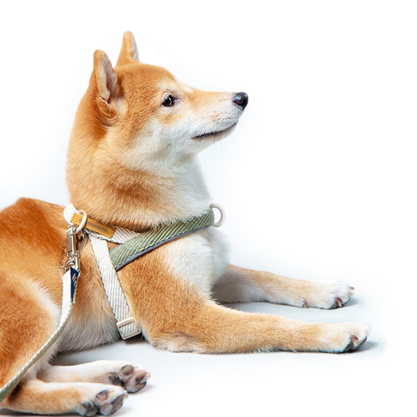 옥희독희 앞섬방지 강아지 하네스 + 리드줄 8,660원