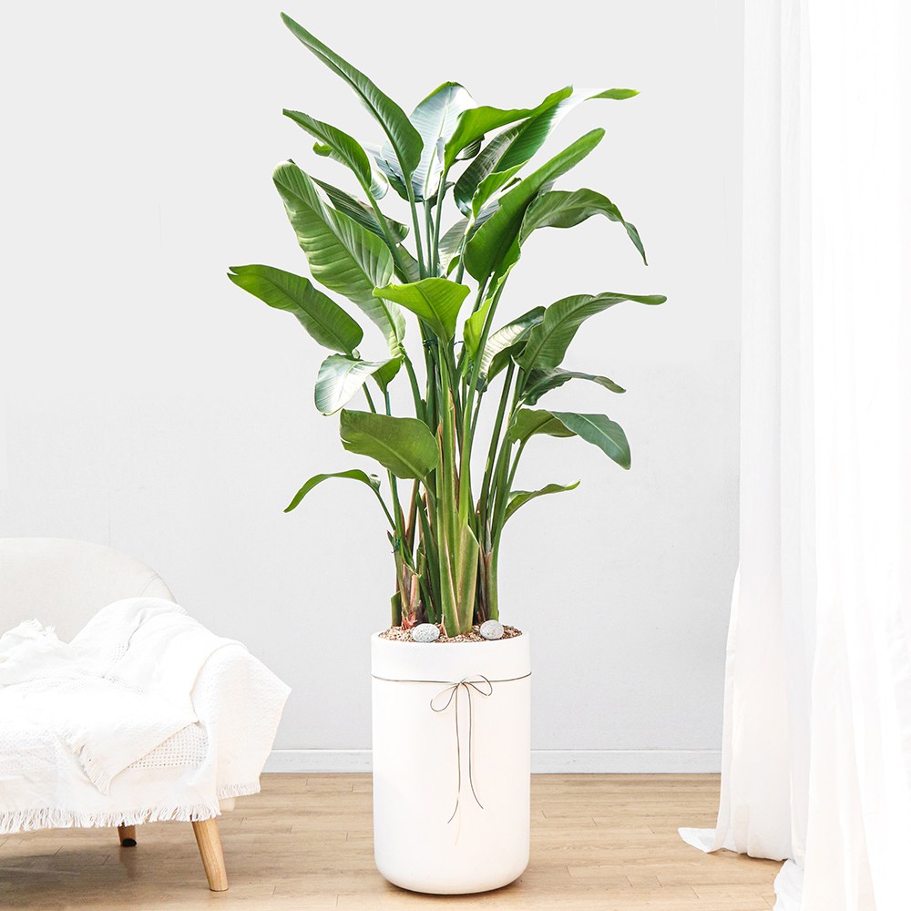 드셀플라워 극락조 금전수 개업 화분 집들이 선물 승진 사무실 이전 병원 개원 식당 개업식 축하 화분 배달 당일배송 86.특대형_극락조(꽃피는) 흰색원형 경량화분 149,000원