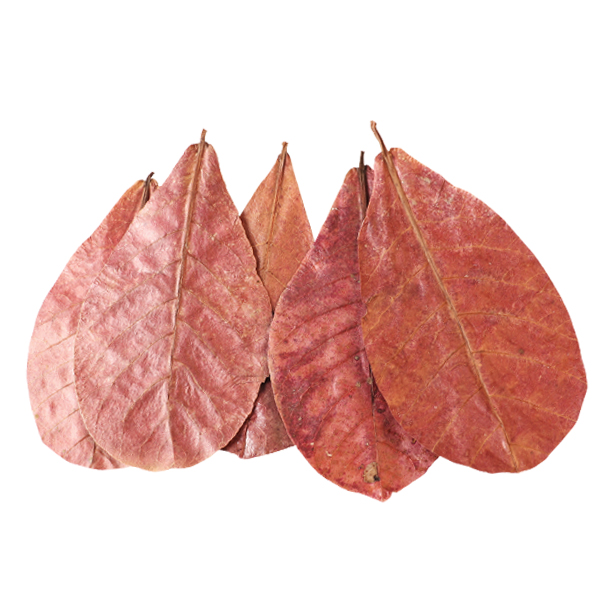 미미네아쿠아 네츄럴 알몬드잎 5장 (새우가재 베타어항) 4,400원