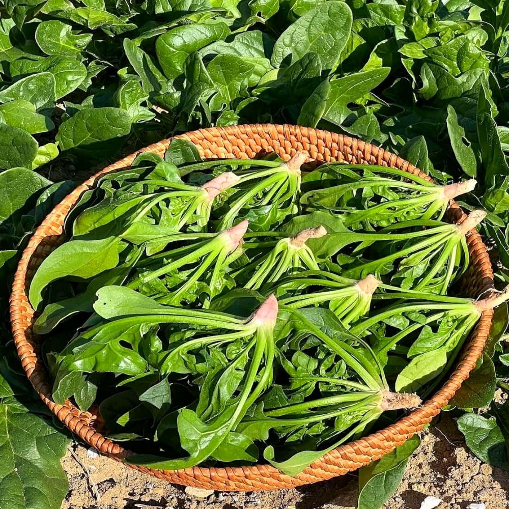 이른밭 국내산 시금치 산지직송 7,900원