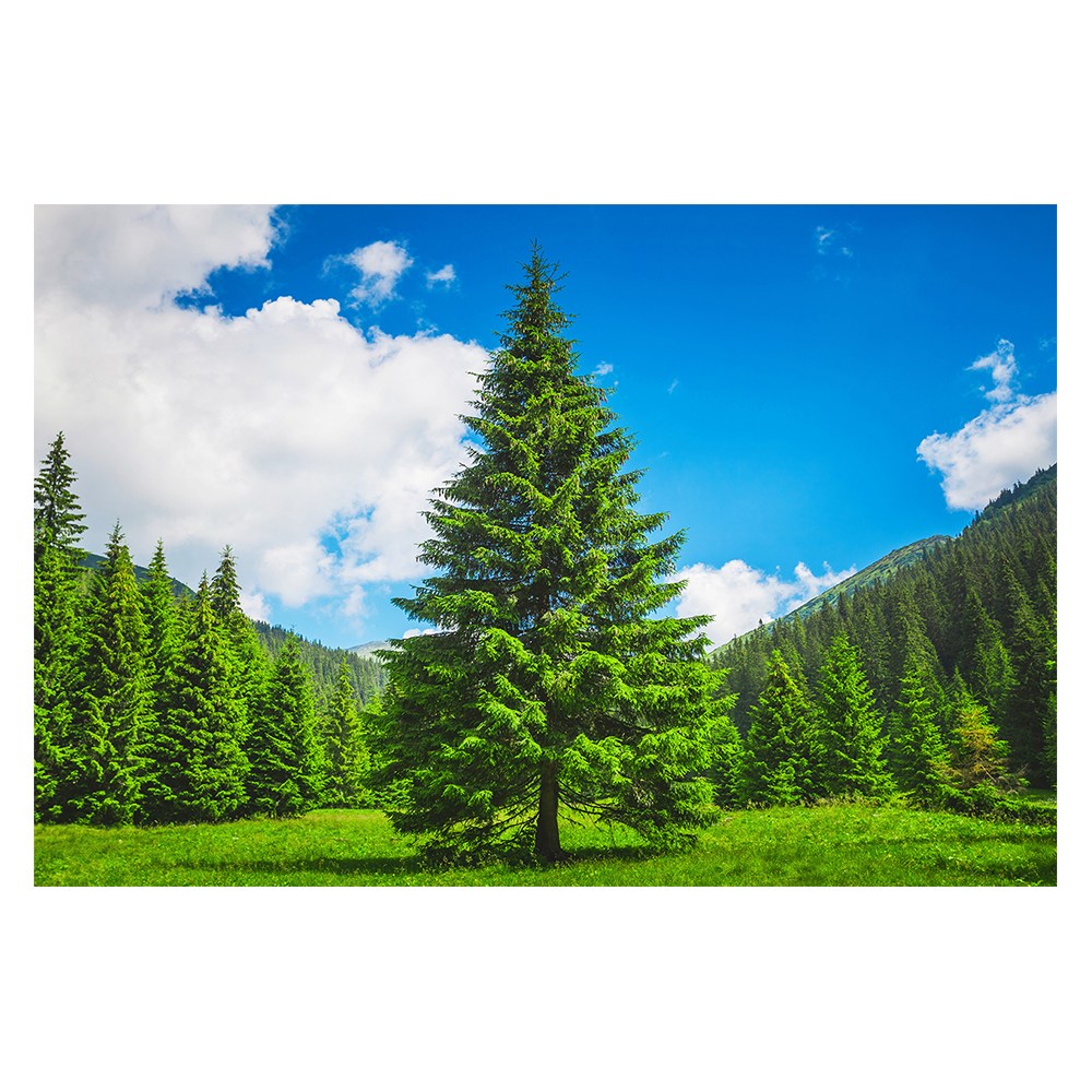 소나무 그림 액자 심신 안정 치유 초록 대형 소형 중형 한국화 민화, 19 부귀 소나무 155,000원