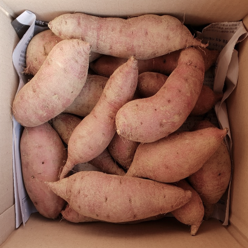 산지픽업24 해남고구마 베니하루카 꿀 고구마, 1개, 10kg 중상 32,700원