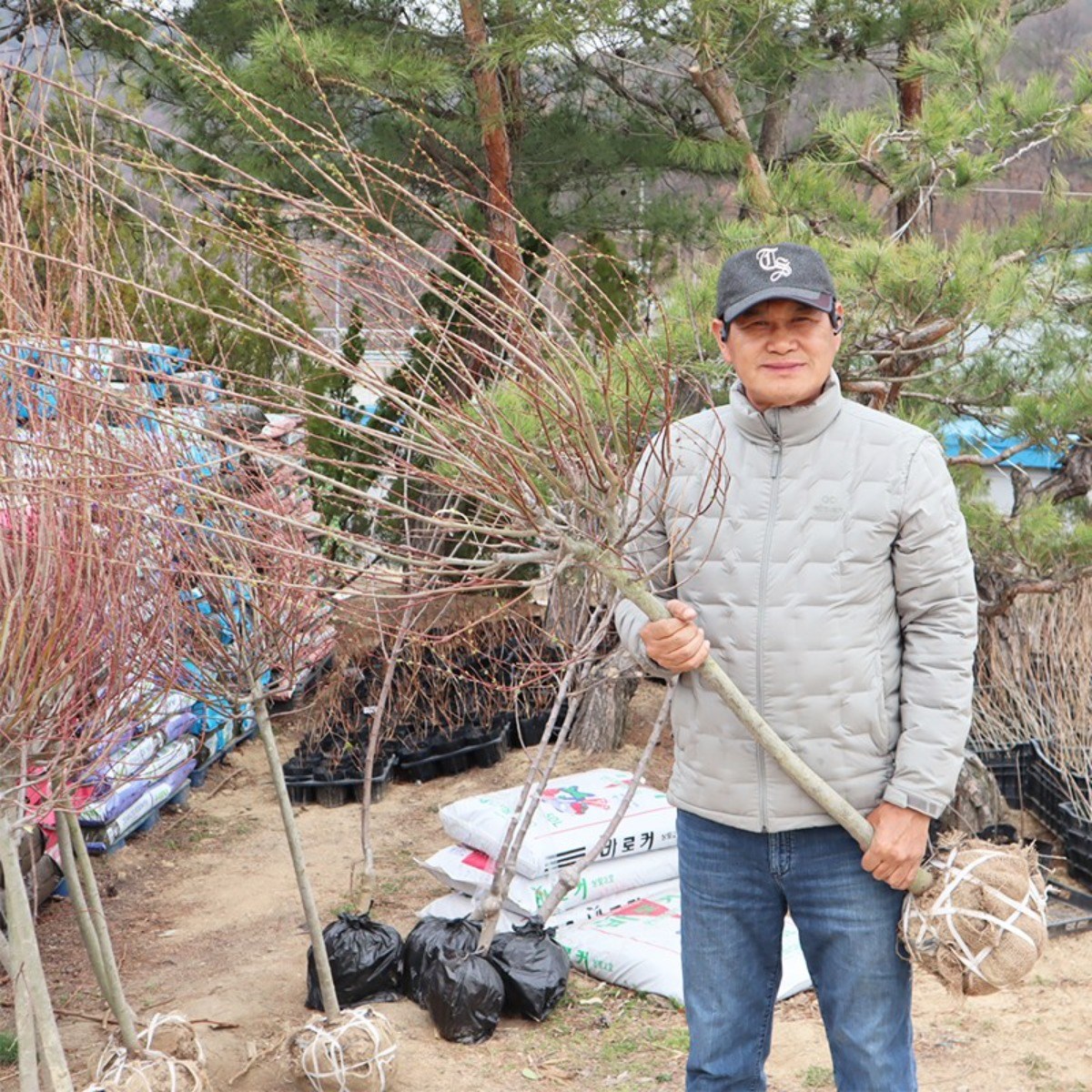 화이트핑크셀릭스 묘목 6년생 분묘 나무키우기 공원수 정원가꾸기 원예 가드닝 독립수, 1개 79,000원