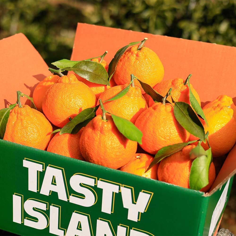 제주 고당도 한라봉 실속형 선물세트, 1박스, 2kg 중소과(8-16과) 17,900원