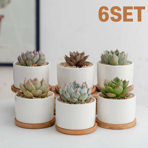 리브코 화이트 다육이 화분 6SET, 6세트 18,900원