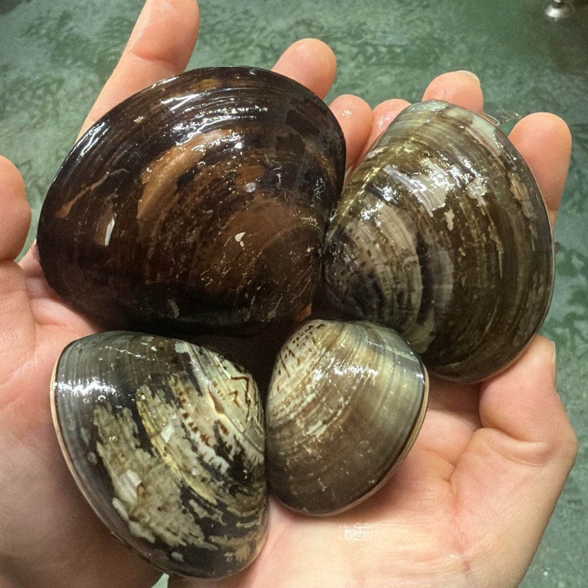 서해안 고창 백합조개 생합조개, 1박스, 국산 백합  5kg (23~27미) 56,000원