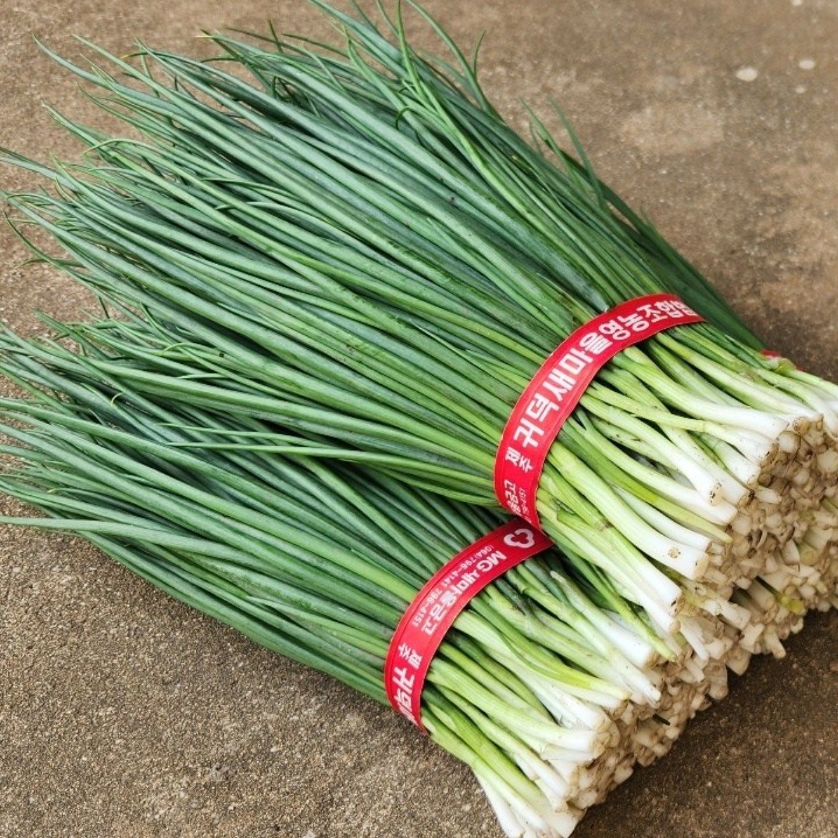 제주울엄마 직접 농사지은 해풍맞은 깐 쪽파, 4kg, 1개 57,900원