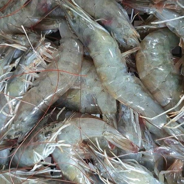 지구팡 국내산 제철 흰다리 새우 1kg 30미내외 2kg 70미내외 대하 새우철 왕새우 활새우 흰다리새우, 1kg, 1개 23,500원