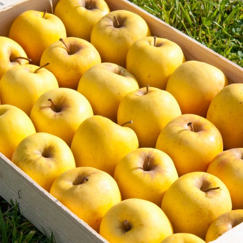 특상품 시원하고 아삭달콤한 시나노골드 사과, 1개, 5kg(대과) 49,650원