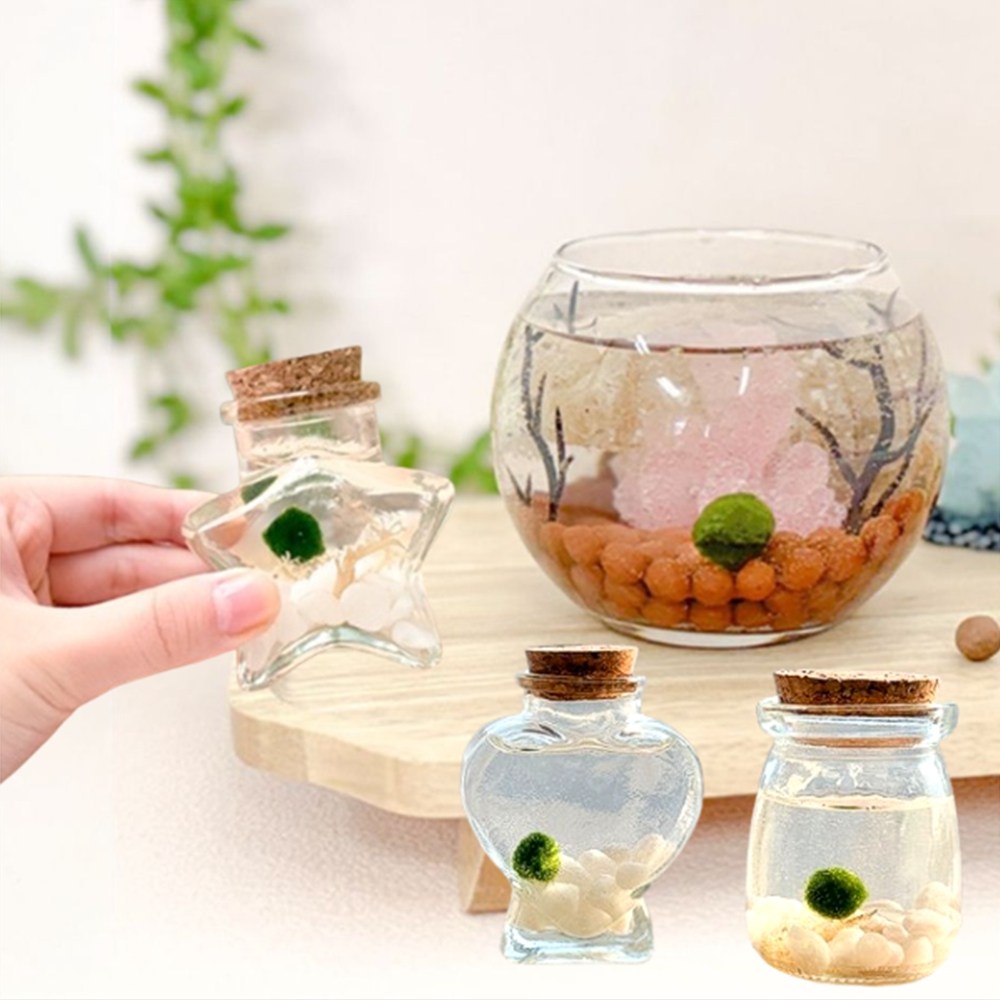 마리모 키우기 애완 수중식물 수생 DIY 수경테리어 5,290원