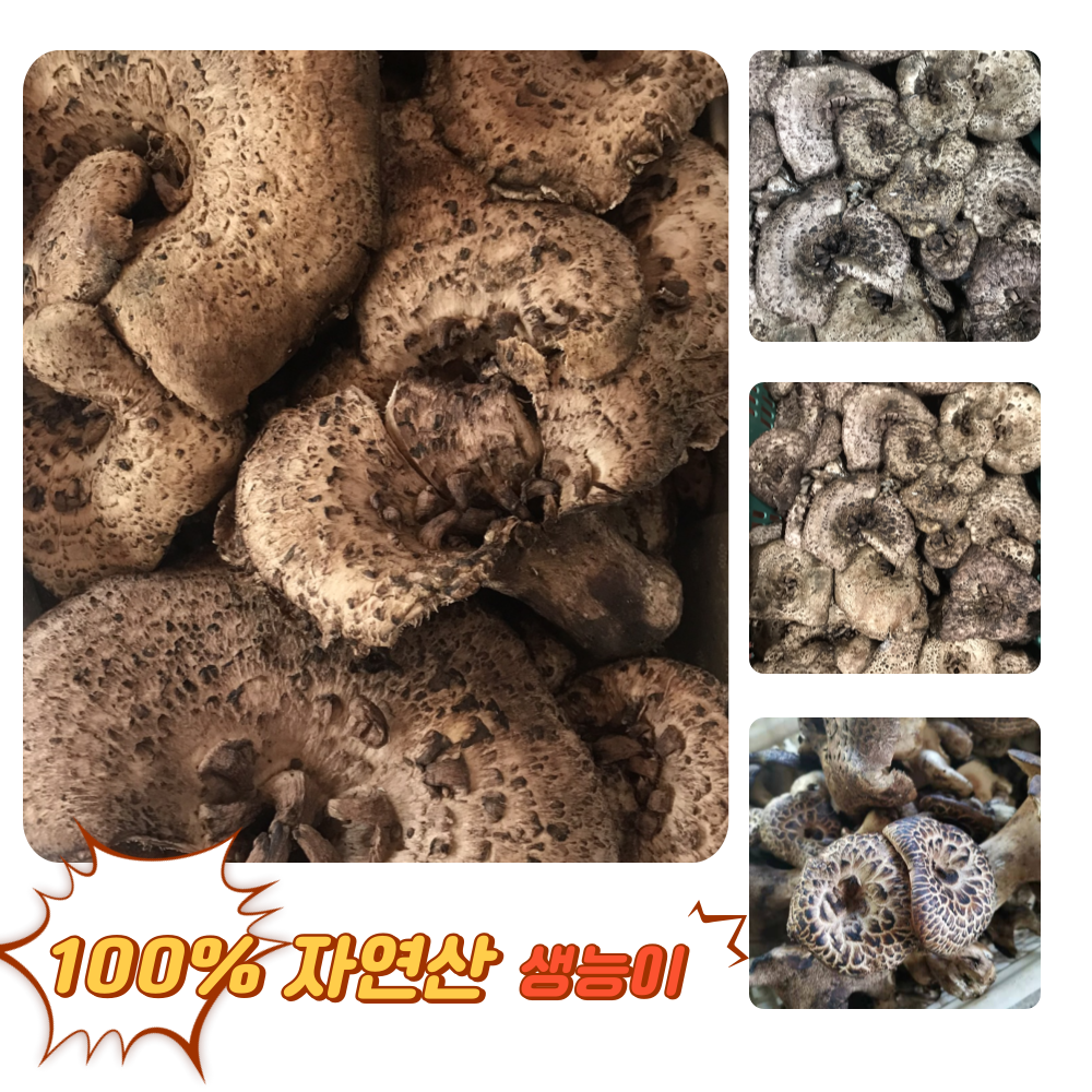 [굿피플] 25년채취 국내산능이 생능이버섯 국산능이버섯, 1개, 냉동 능이버섯 1kg 247,460원