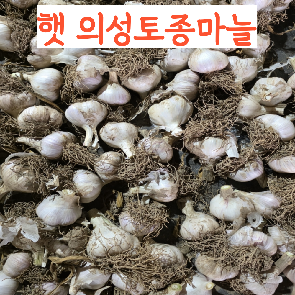2025년 국내산 국산 햇 토종의성마늘 육쪽 통마늘 한지형 김장용 11,610원