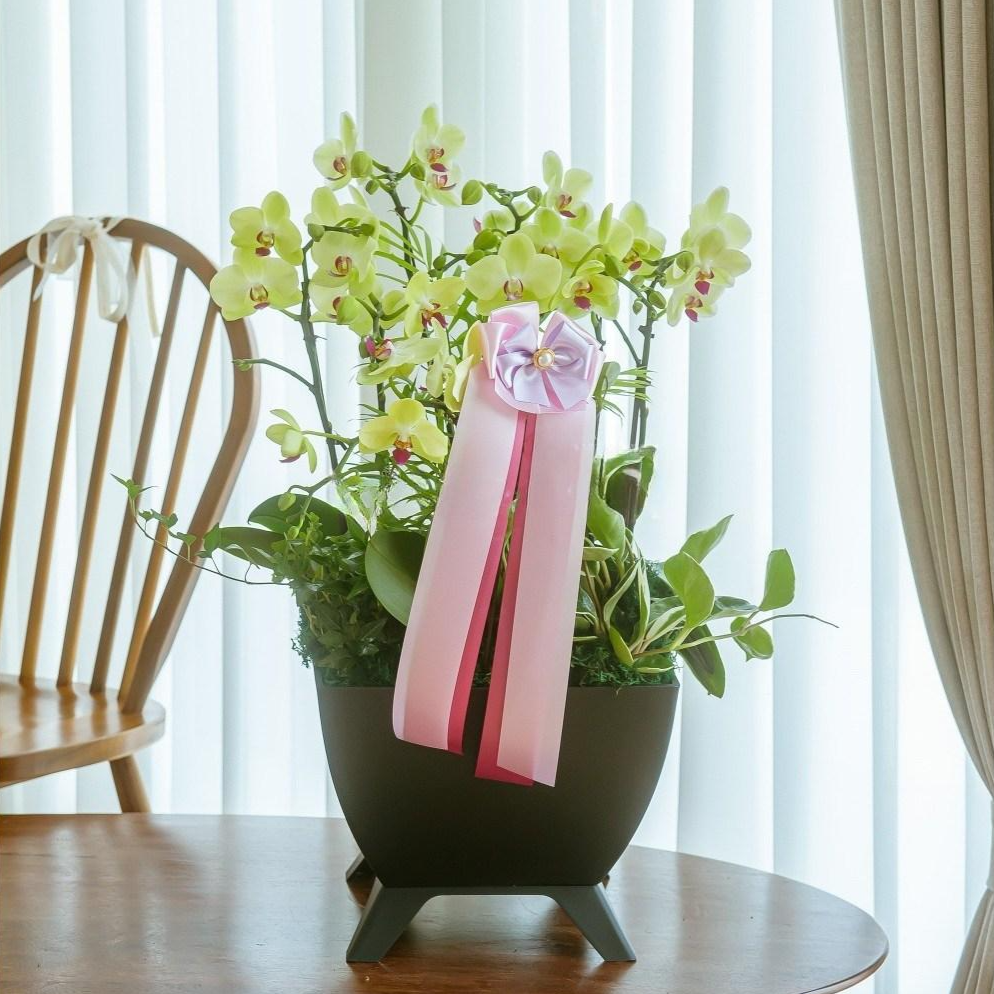 [미니호접 그린 프리미엄 서양란] 승진 취임 축하 전국꽃배달서비스, 1개 159,800원