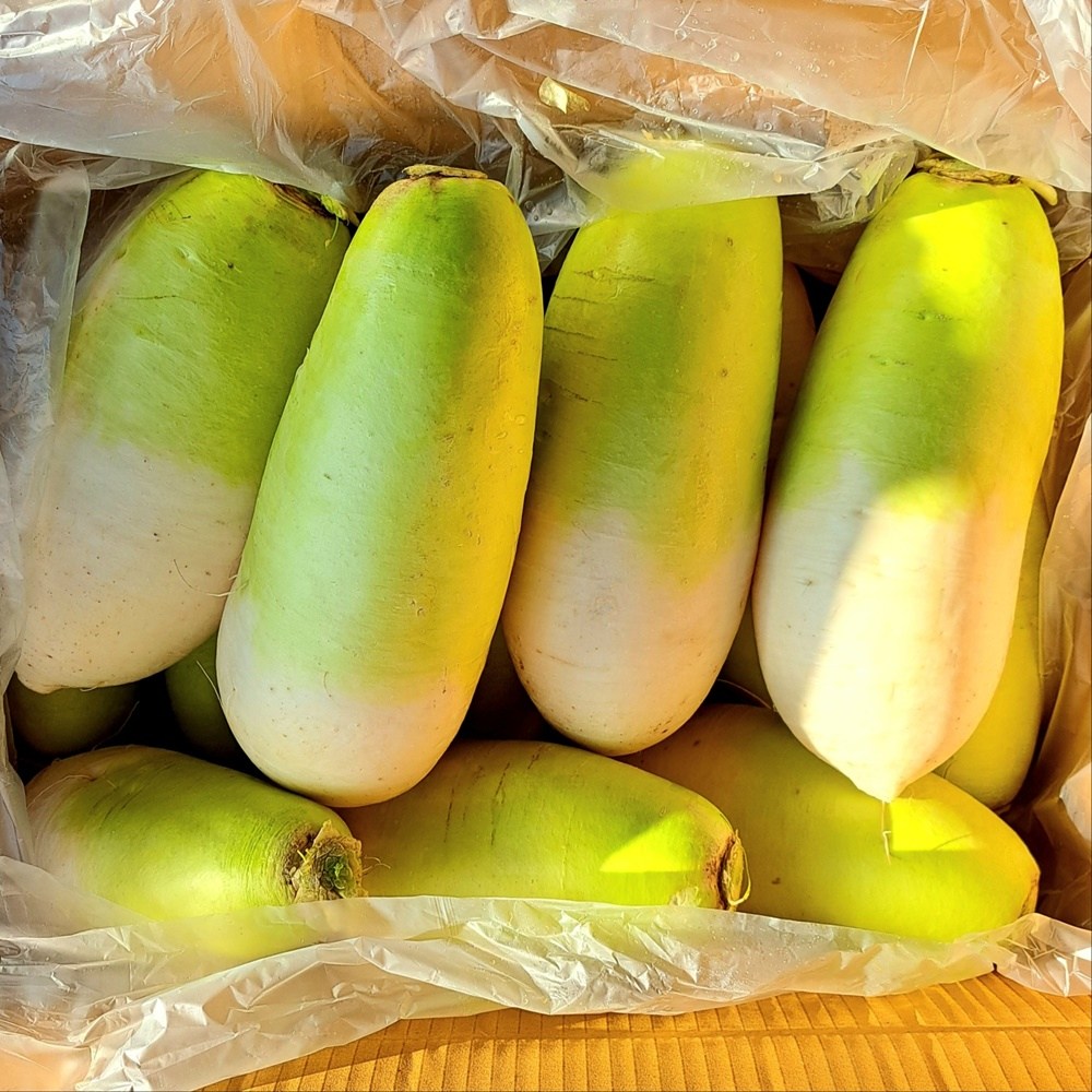 채소애 싱싱한 국산 제주 월동 무 10kg 11,400원