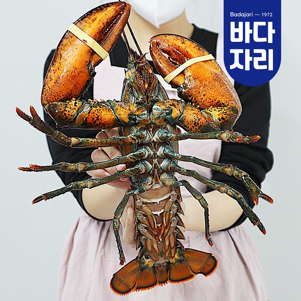 바다자리 live 살아서 도착하는 활랍스타 1마리 (0.5kg~1kg), 특대(1kg) 1마리 89,500원