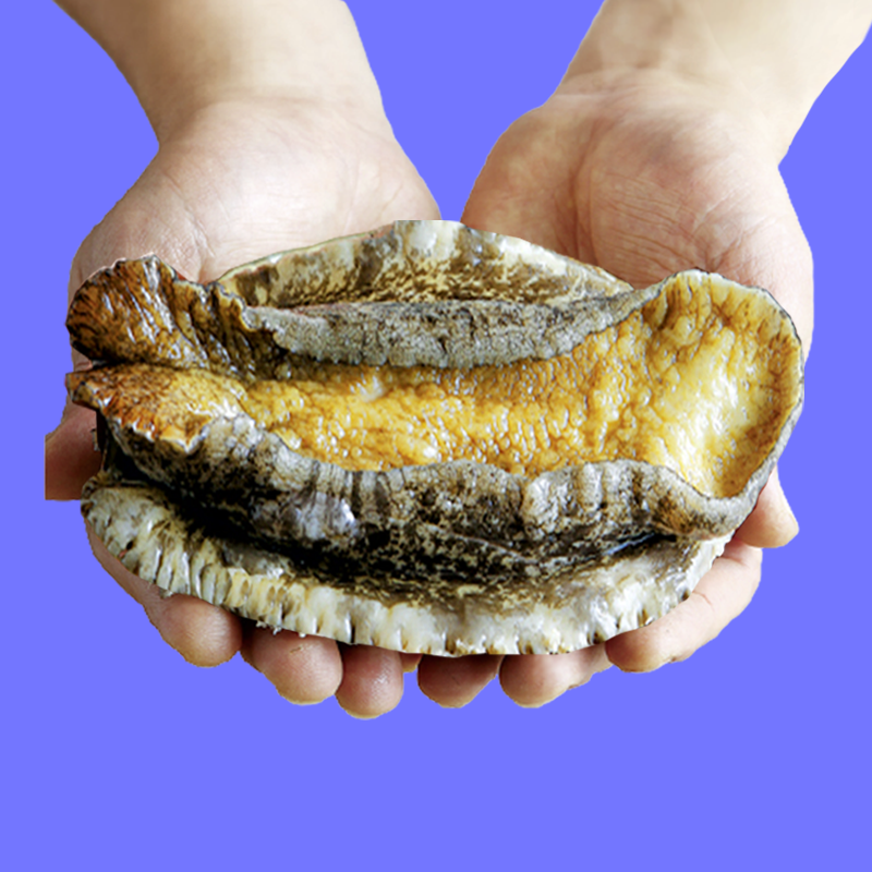 복다미 전복선물세트 특대 완도전복직거래 100,000원