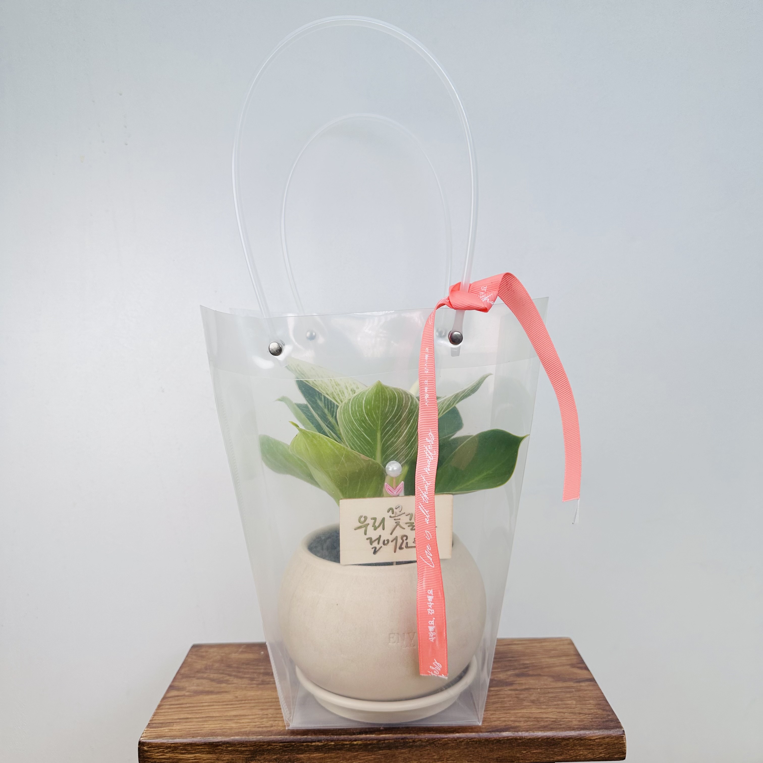 버킨 콩고나무 필로덴드론 무늬 앙비까사토분 실내공기정화식물 반려식물 키우기 윤스가든, 2. 버킨_소형+선물용가방세트, 1개 25,900원
