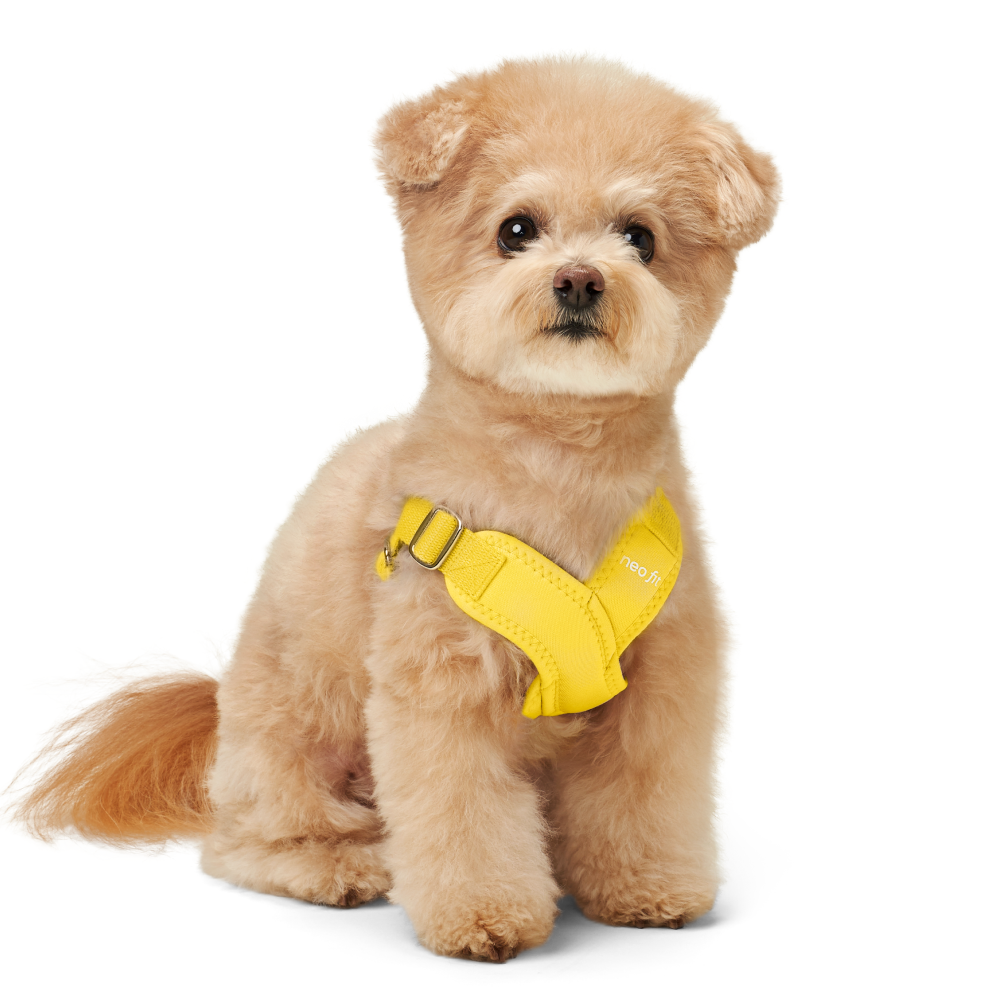 네오핏 강아지 에어 X 하네스 가슴줄, 옐로우, 1개 19,500원
