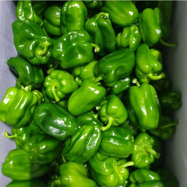 클릭마켓 국내산 피망 못난이 중량, 1개 23,000원