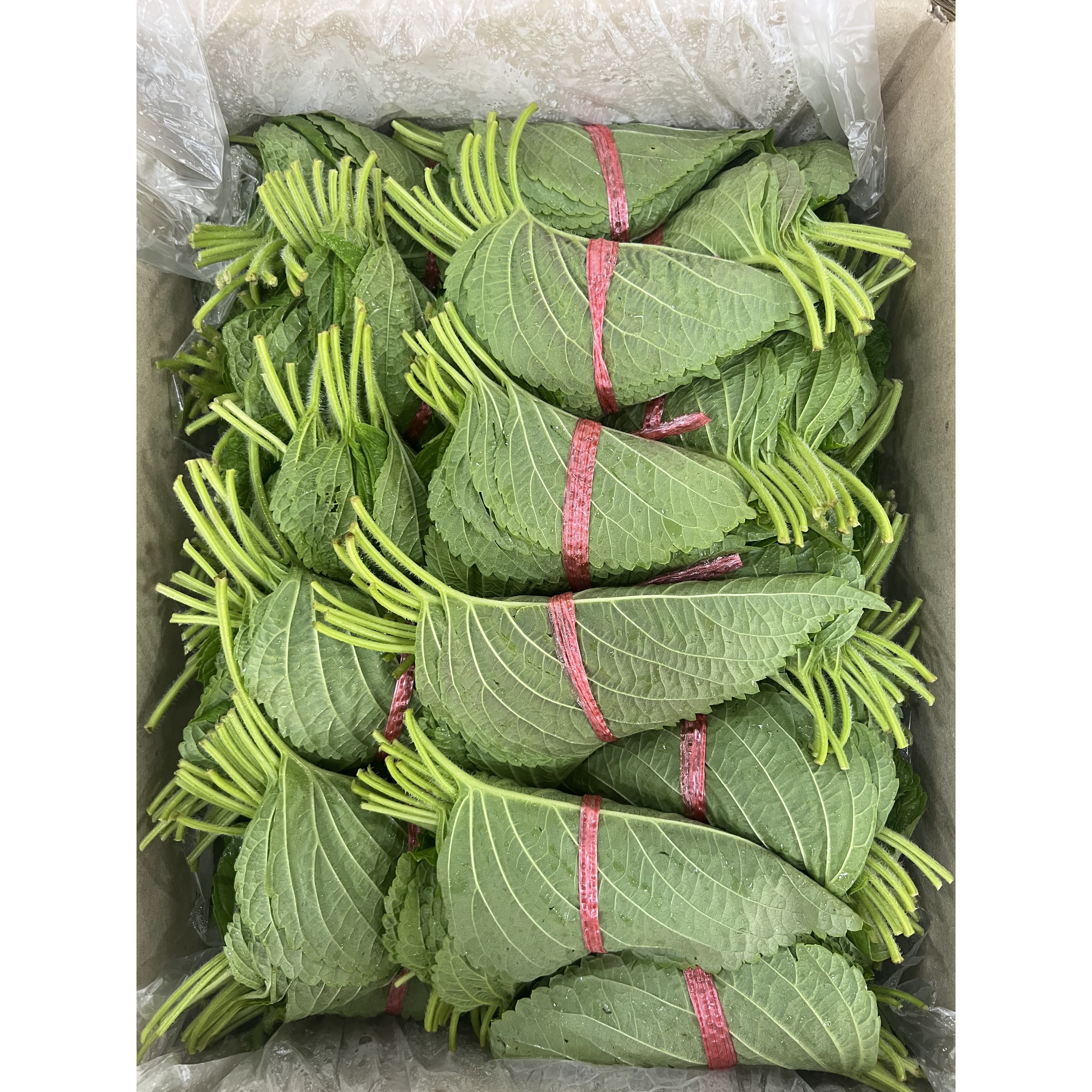 국내산 깻잎 밀양깻잎 초특가, 2kg, 1박스 22,500원