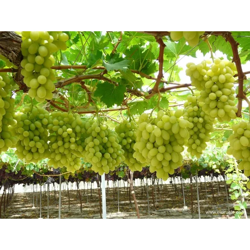 [고당도] 프리미엄 스윗 애플청포도 오톰크리스피 25,900원