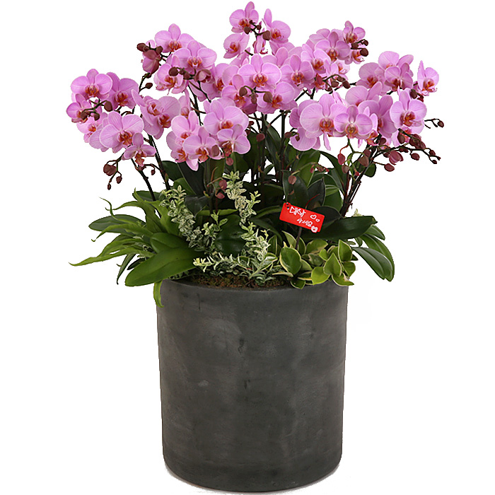 119플라워 (당일배송) 서양란호접 ST-H428 서양난 미니호접 호접난 행사용 환갑 승진 영전 전시회 개업 전국꽃배달 생일 기념일 꽃선물 꽃배달, 1개 213,400원