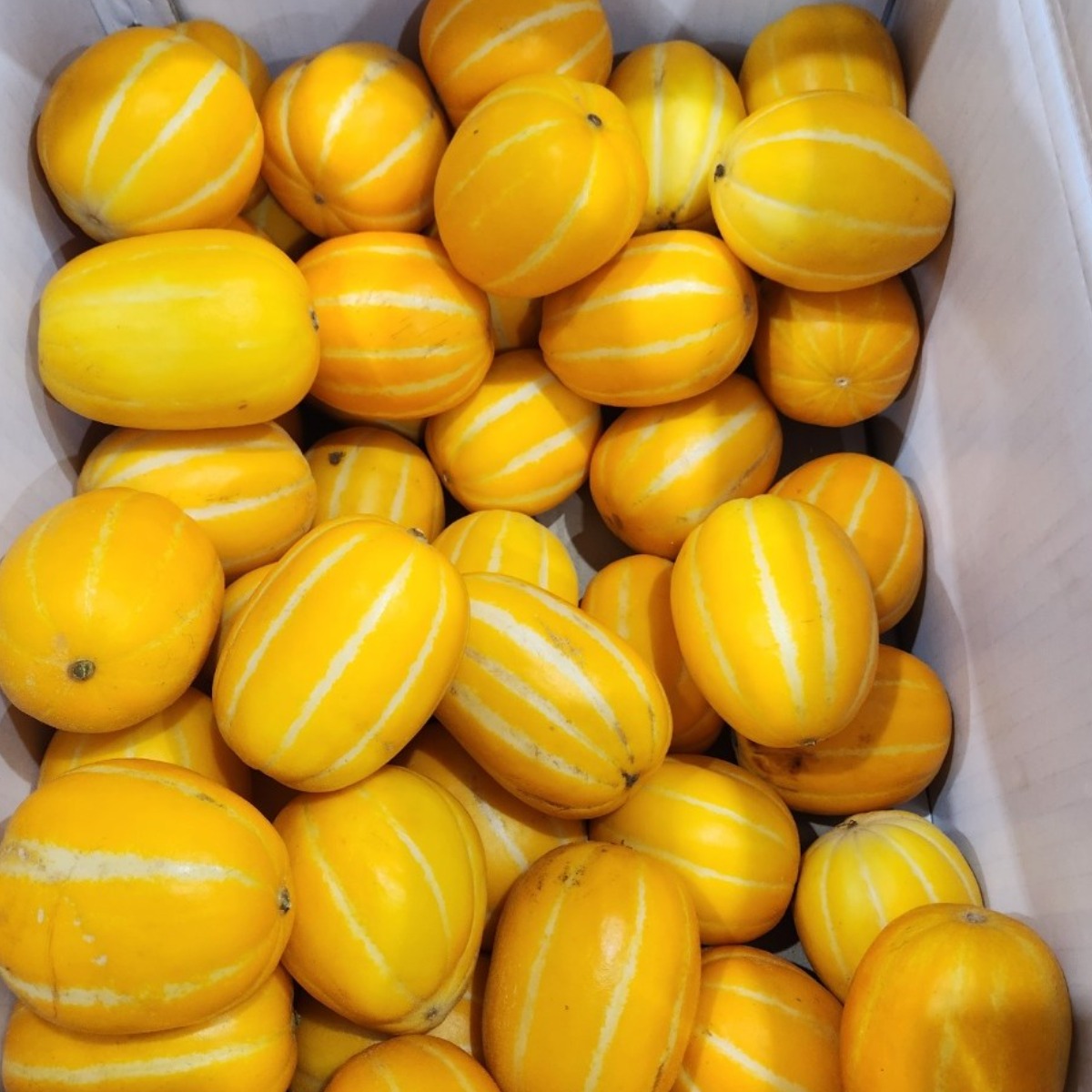 초특가! 성주꿀참외 (실중량/고당도), 1개, 가정용(소과) 8kg(50~70과) 55,900원