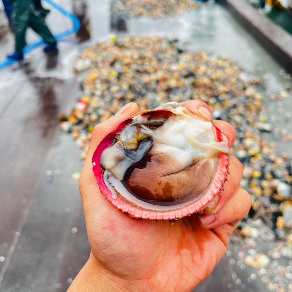 [제철특가] 여수 자연산 특품 손질 새조개 원물1.2kg급 급냉 새조개 샤브샤브, 1개, 급냉 초코새조개400g 61,000원