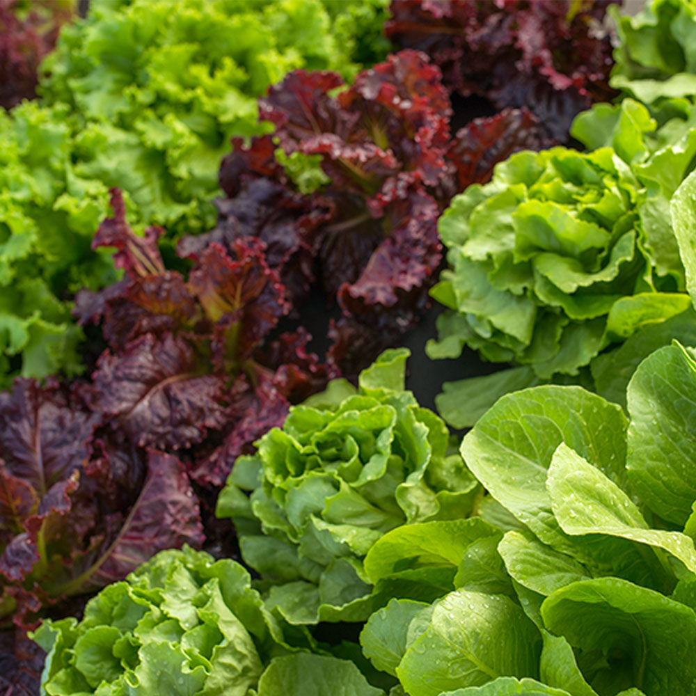 유럽 상추 유러피안 모둠 샐러드 꾸러미 채소 야채 쌈채소 1kg 3종, 1박스, 2kg 25,950원