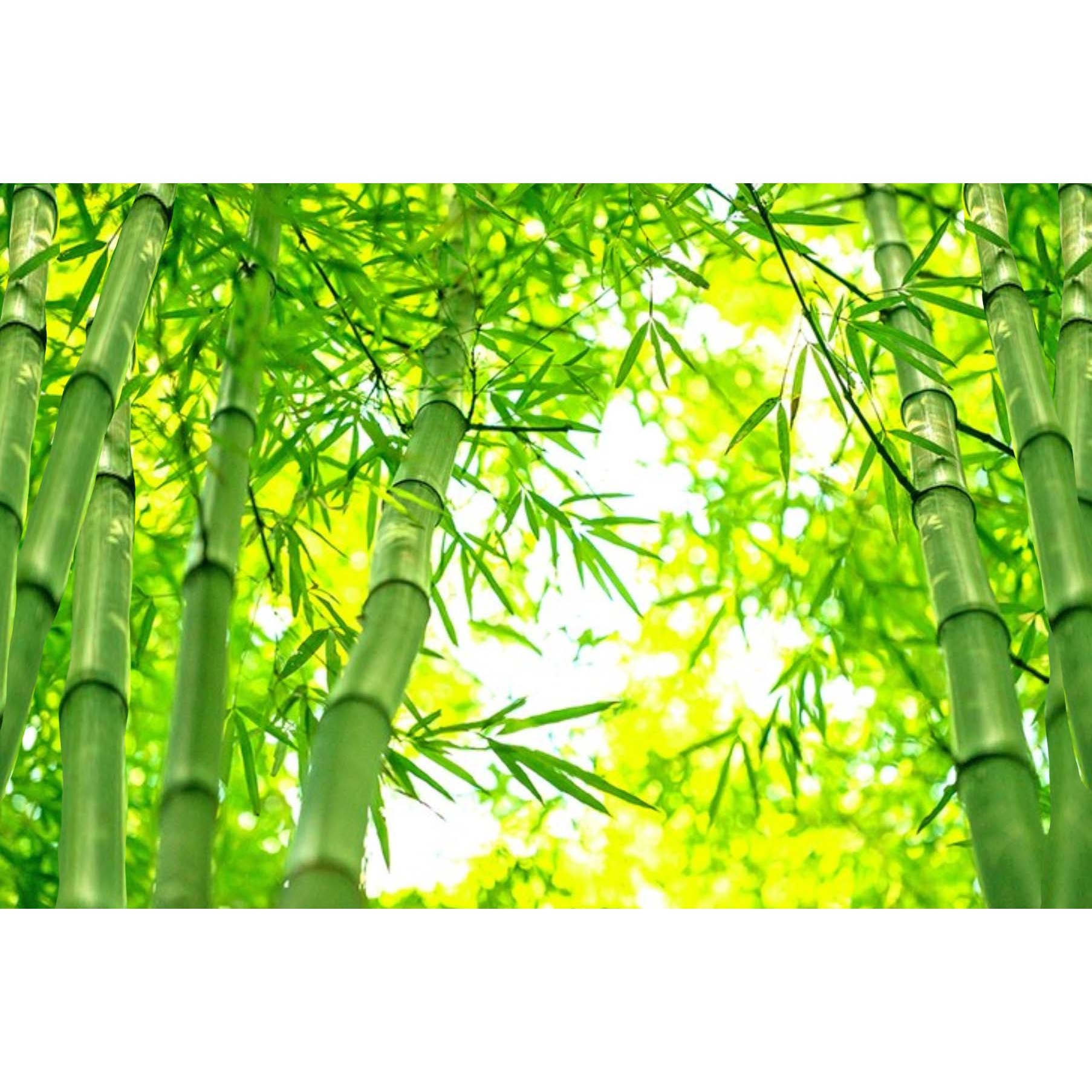 엠제이에스 명화그리기  50x40cm (캔버스형) DIY 유화 세트 12,280원