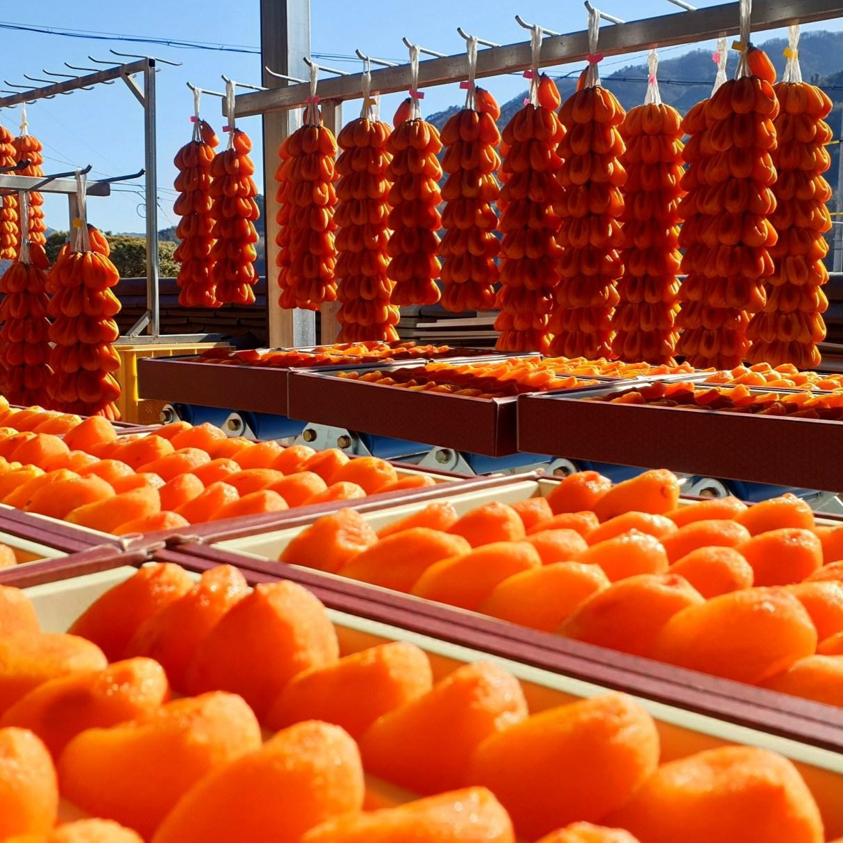 청춘농원 고종시지리산 함양 전통 명품 타래곶감 반건시 선물용 가정용 [원산지:국산(경상남도 함양군)], 100개, 대 157,990원