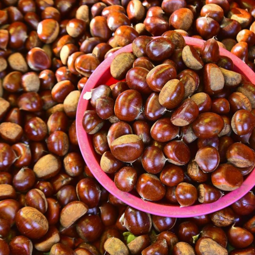 25년 햇밤 정안 공주맛밤 칼집밤 밤뜨래 햇밤 특대. 대 알밤 2kg 30,900원