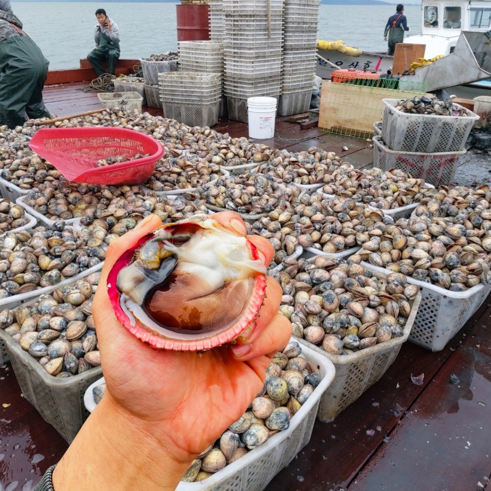 여수직송 자연산 손질 새조개 생물 급냉 새조개샤브샤브 초코 검정 노랑 특품, 1개, 1kg(생물 초코새조개) 152,000원