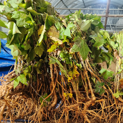 엄나무 묘목 음나무 개두릅 약용수, [ 엄나무묘목 2년생 ], 1개 3,000원