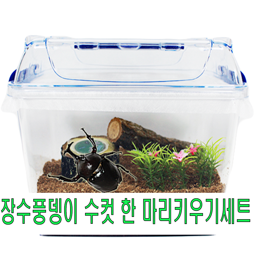 장수풍뎅이 수컷 한마리키우기 중형세트 곤충포함 대형성충 24,000원